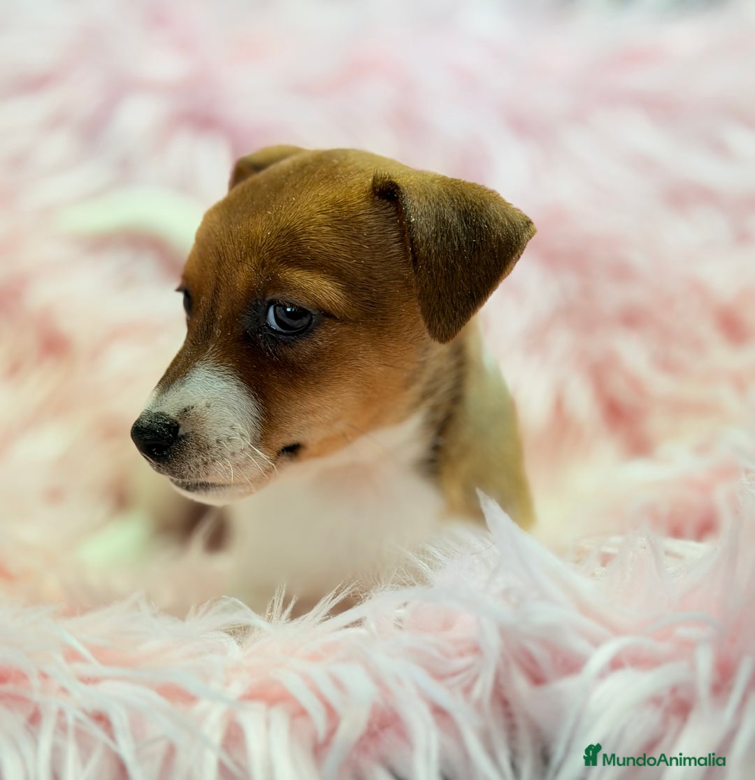 Jack Russell Terrier perros en venta: Jack Russell bicolor  - Anuncio 3