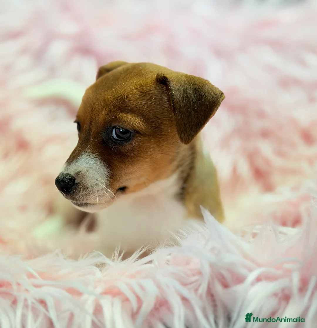 Jack Russell Terrier perros en venta: Jack Russell bicolor  - Anuncio 3
