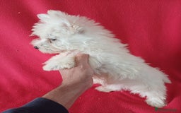 West Highland White Terrier perros en venta: Westing Terrier  - Imagen 2