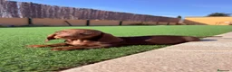 Teckel perros en venta: Teckel Kaninchen Chocolate - Anuncio 2