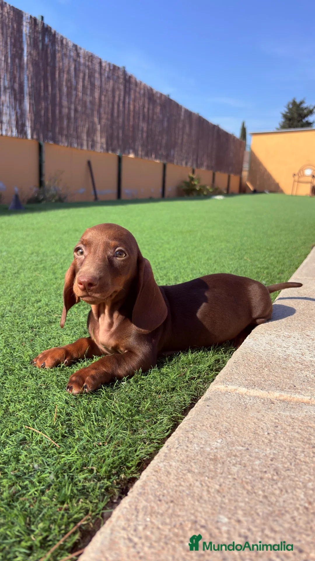 Teckel perros en venta: Teckel Kaninchen Chocolate - Anuncio 2