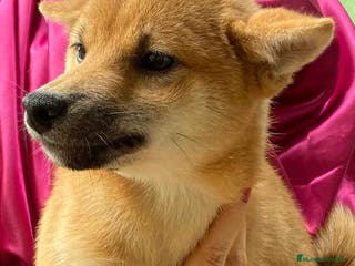 Shiba Inu perros Shiba Inu Hembra de Magy 6942 - AQUANATURA en Barcelona - Anuncio 25