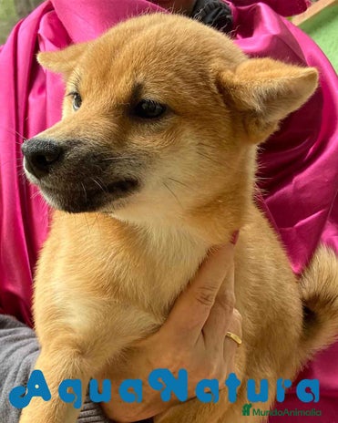 Shiba Inu perros en Barcelona - Anuncio 16
