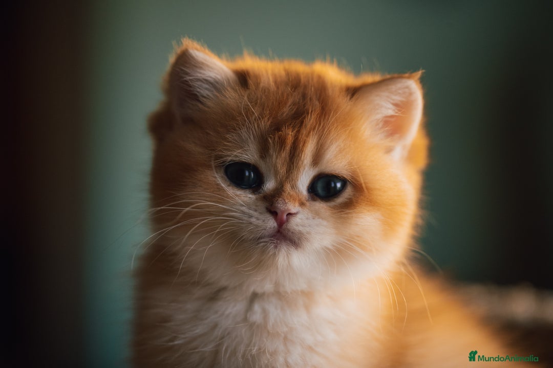 Británico de Pelo Corto gatos en venta: Preciosas british golden chinchilla - Anuncio 7