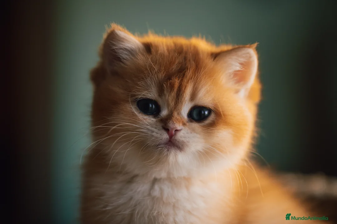 Británico de Pelo Corto gatos en venta: Preciosas british golden chinchilla - Anuncio 7