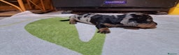 Teckel Miniatura perros en venta: Teckel miniatura  - Anuncio 5