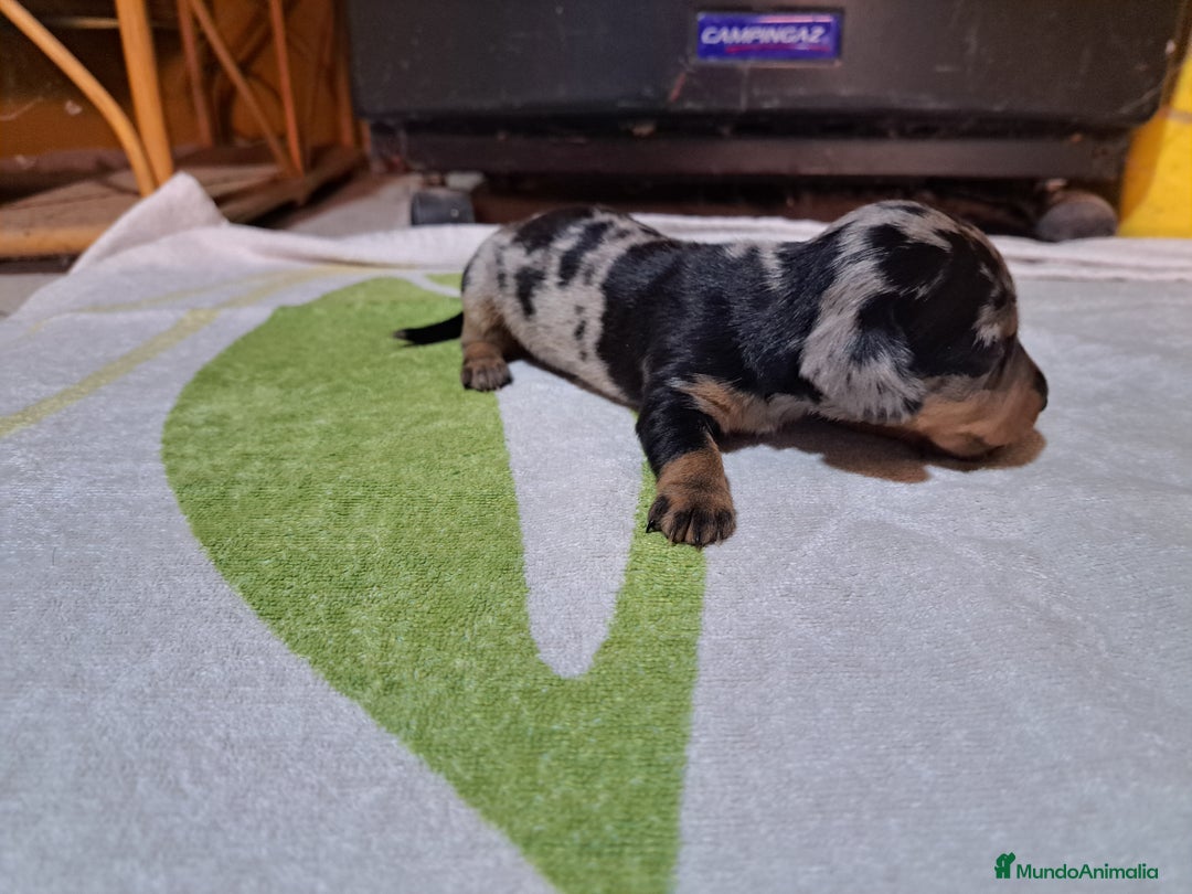 Teckel Miniatura perros en venta: Teckel miniatura  - Anuncio 5