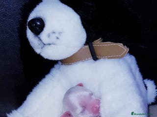 Bichón Maltés perros Bichón Maltés bebes en Barcelona - Anuncio 30