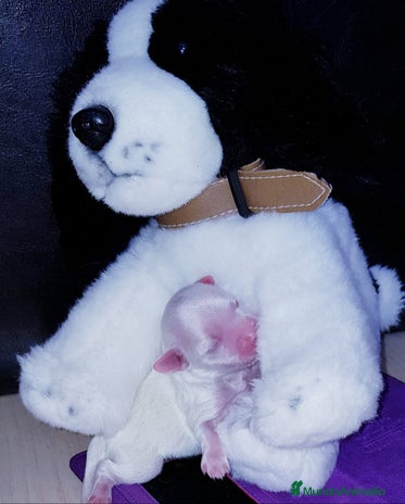 Bichón Maltés perros en Barcelona - Anuncio 2