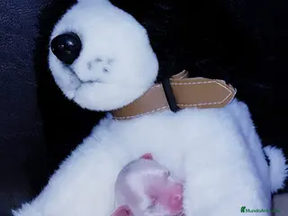 Bichón Maltés perros Bichón Maltés bebes en Barcelona - Anuncio 30