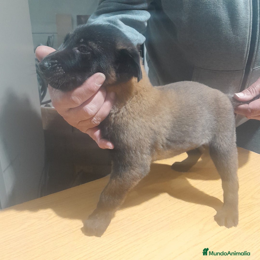 Pastor Belga Malinois perros en venta: PASTOR BELGA MALINOIS - Anuncio 5