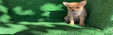 Chihuahua 2