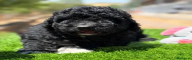Perro de Agua Español 1
