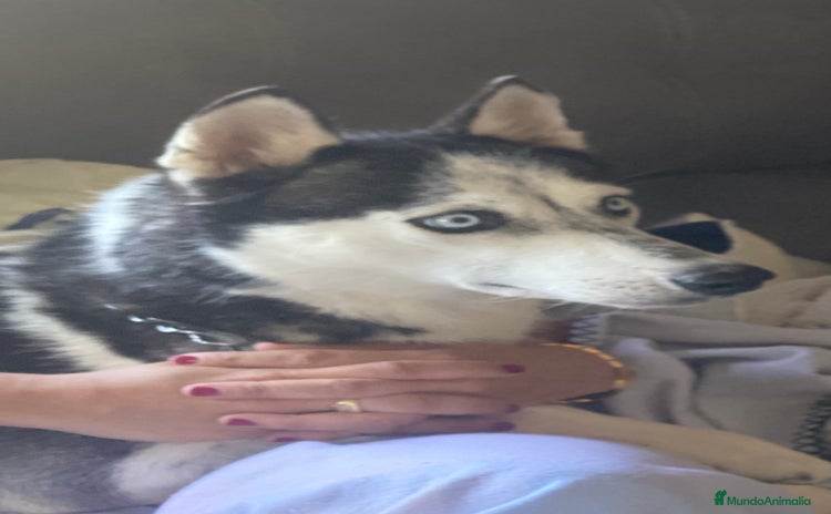 Husky Siberiano perros - Anuncio 5