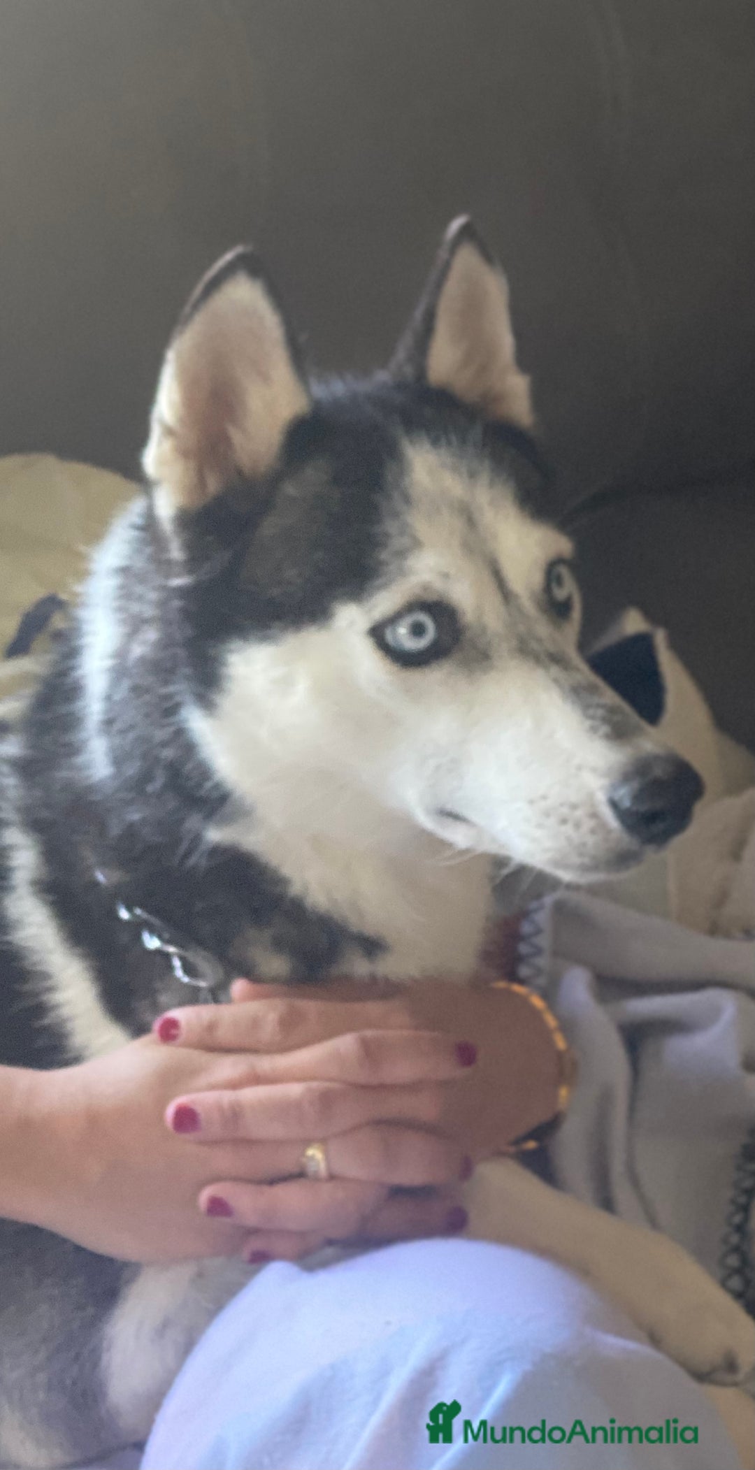Husky Siberiano perros en venta: Hembra husky  - Imagen 1