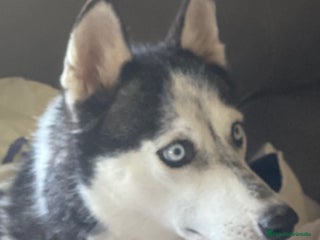 Husky Siberiano perros Hembra husky - Anuncio 1