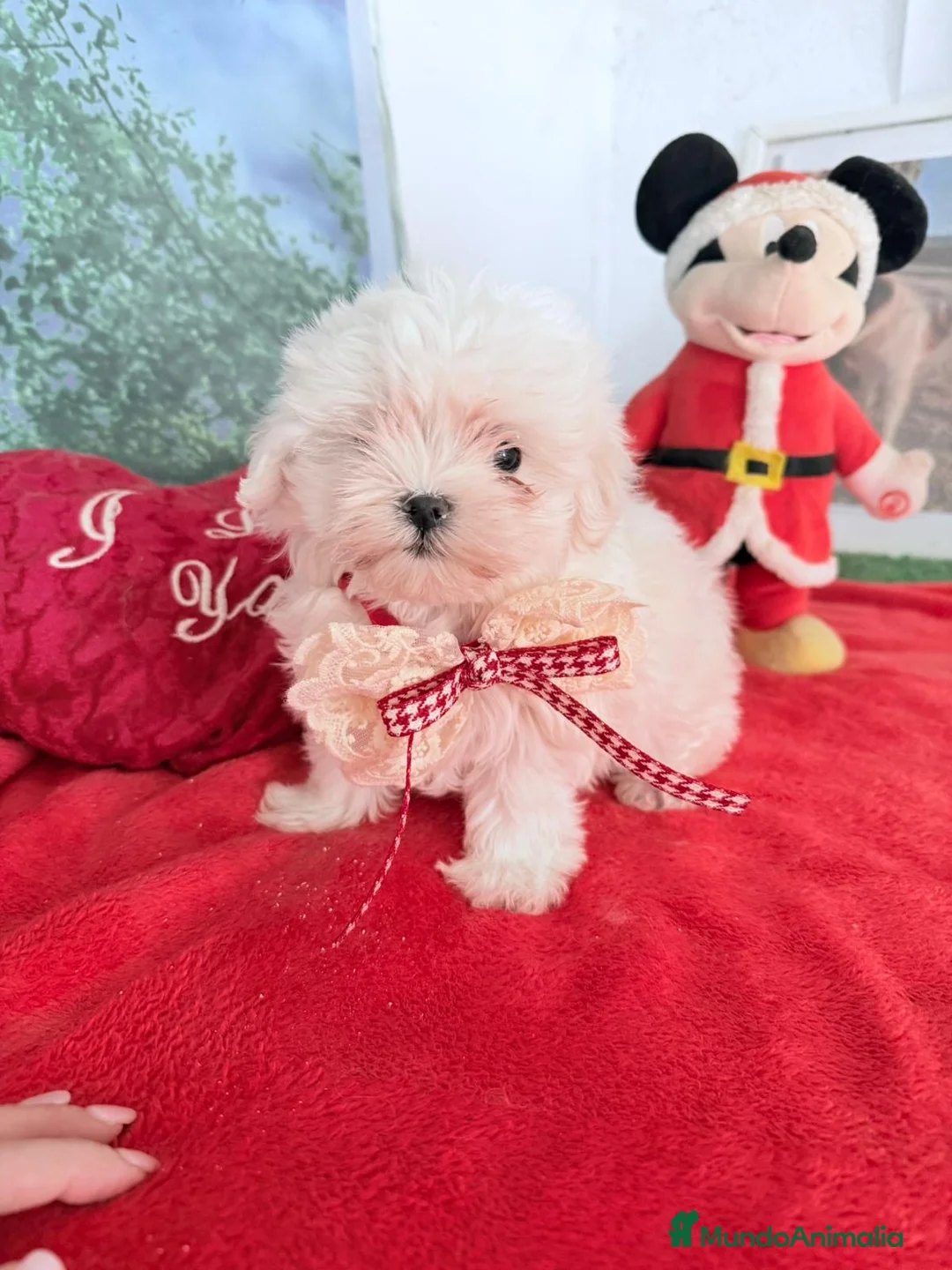 Bichón Maltés perros en venta: Bichón maltes mini  - Anuncio 2