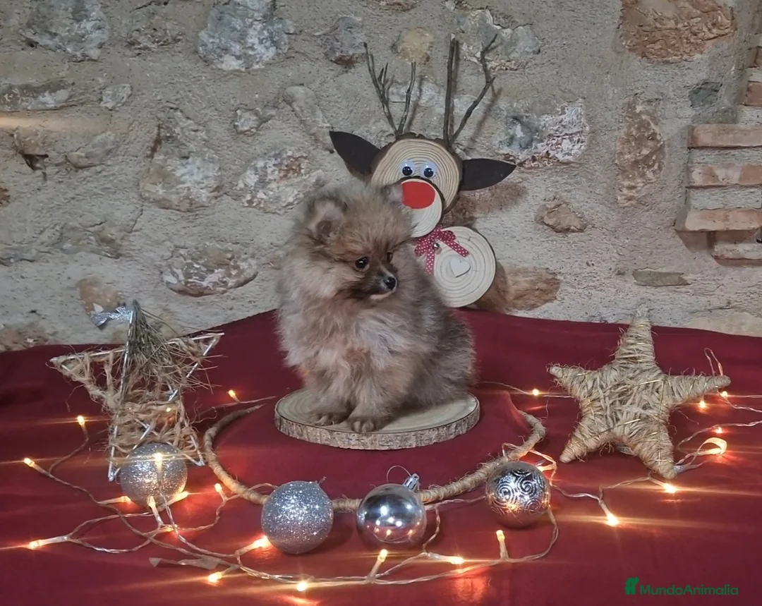 Pomerania perros en venta: Pomeranias  - Anuncio 6