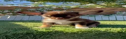 Chihuahua perros en venta: CHIHUAHUA CHOCOLATE - Anuncio 8