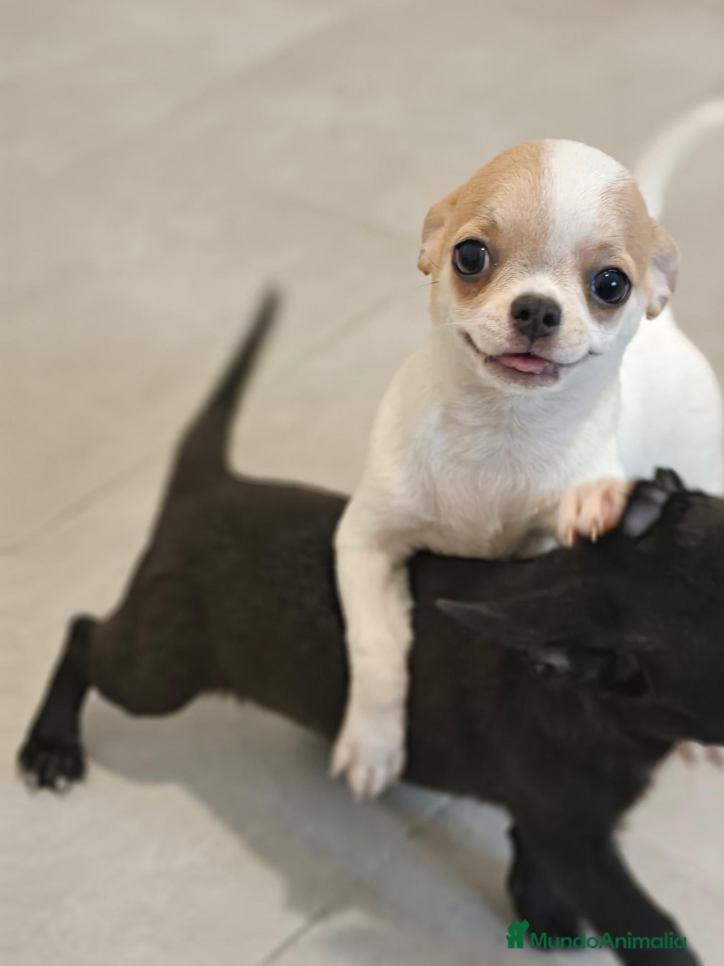Chihuahua perros Chihuahua Toy Machitos - Anuncio 5