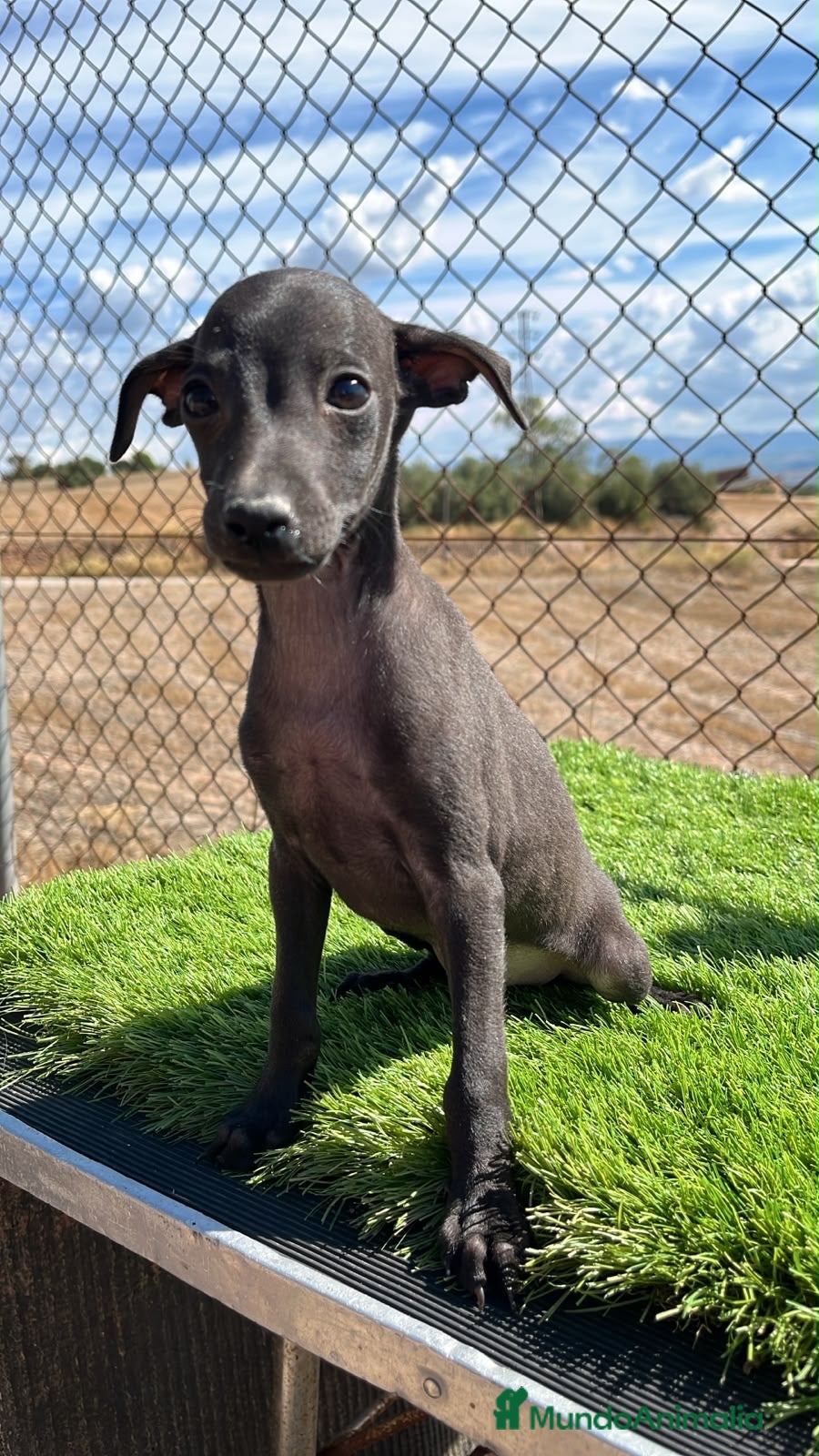 Pequeño Lebrel Italiano perros PEQUEÑO LEBREL ITALIANO (PICCOLO)  - Anuncio 1