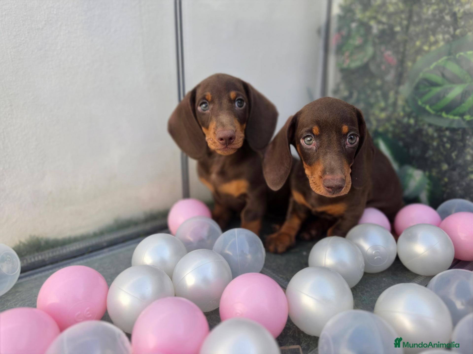 Teckel Miniatura perros TECKEL MINI CHOCOLATE - Anuncio 1