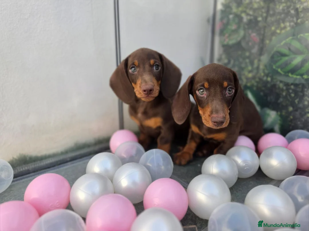Teckel Miniatura perros en venta: TECKEL MINI CHOCOLATE - Anuncio 1