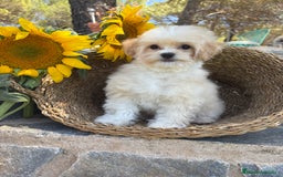 Maltipoo perros en venta: Maltipoo para entregar macho - Imagen 5