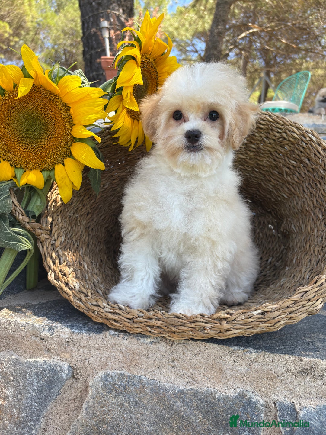 Maltipoo perros en venta: Maltipoo para entregar macho - Imagen 5