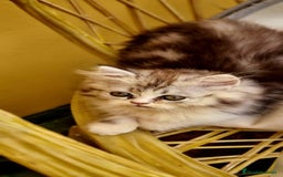 Persa gatos en venta: Gatos persa - Imagen 11