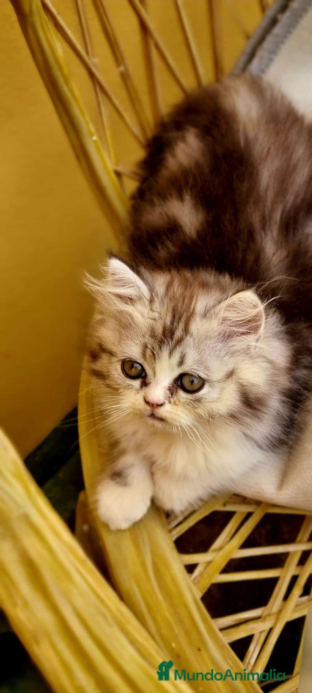 Persa gatos en venta: Gatos persa - Imagen 11