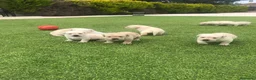 Labrador Retriever perros en venta: Cachorros labrador amarillo con pedigree  - Anuncio 4
