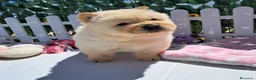 Chow Chow perros en venta: Bebés Chow-Chow machos  - Anuncio 3
