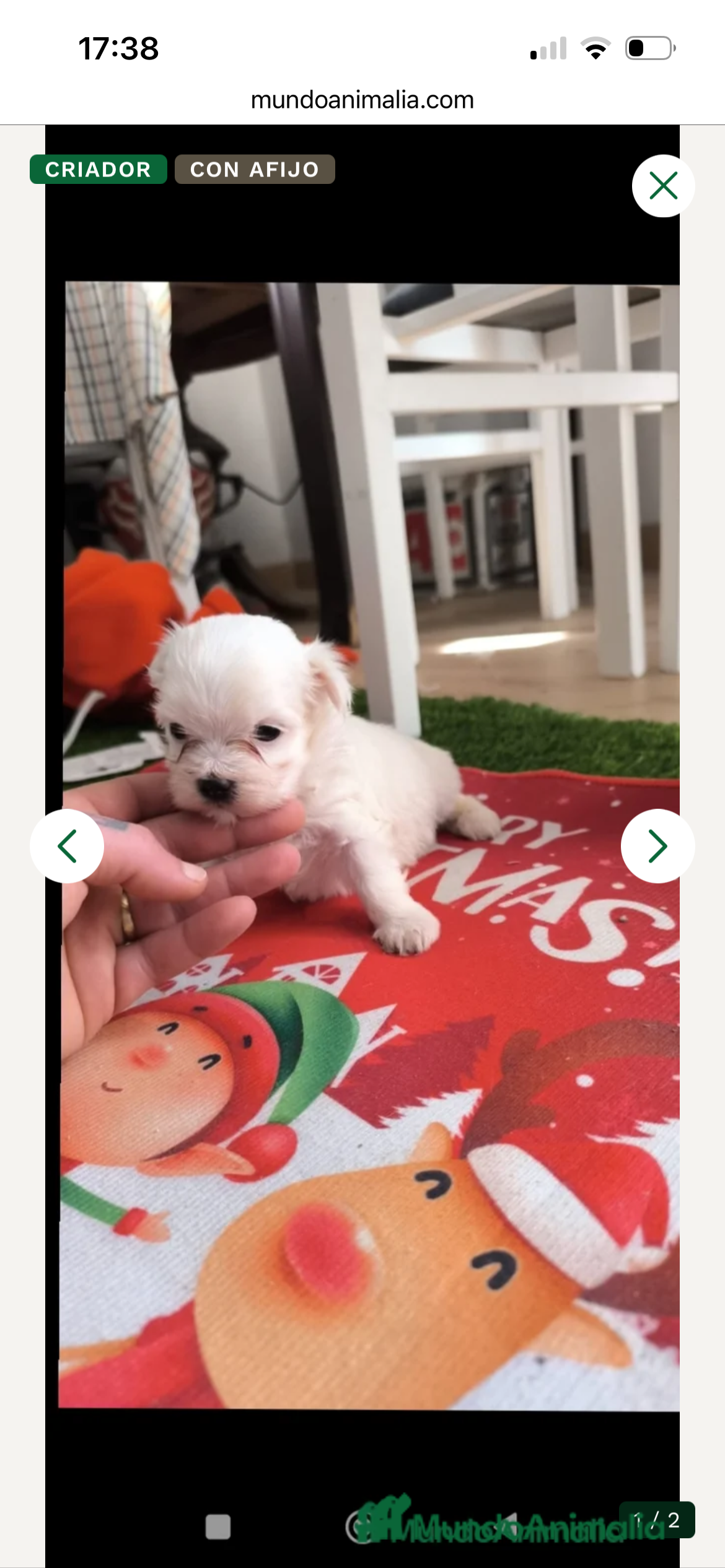 Bichón Maltés perros PRECIOSAS HEMBRAS DE BICHON MALTÉS MINI  - Anuncio 2