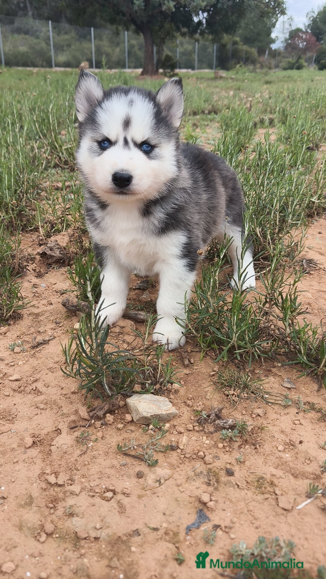 Husky Siberiano perros Husky SIBERIANO Macho y Hembra  - Anuncio 1
