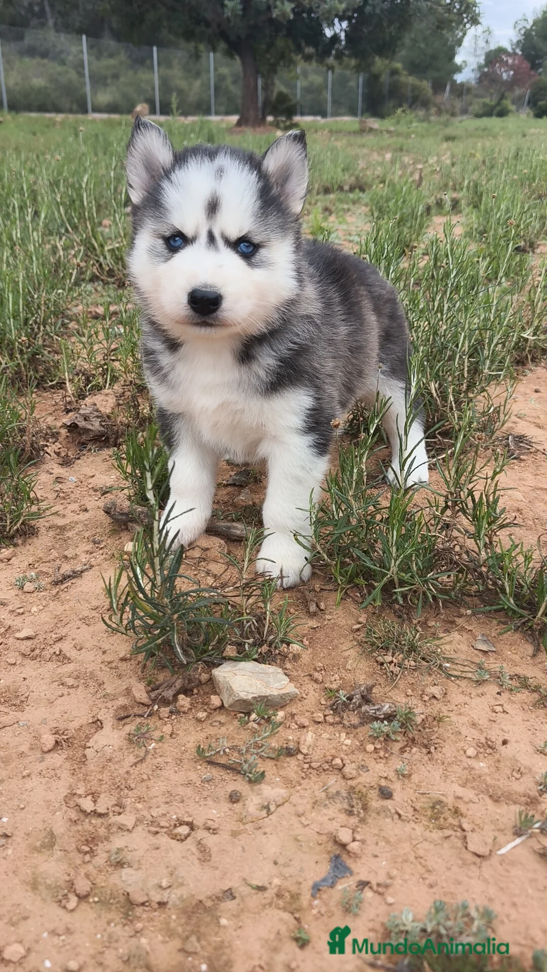 Husky Siberiano perros en venta: Husky SIBERIANO Macho y Hembra  - Anuncio 1