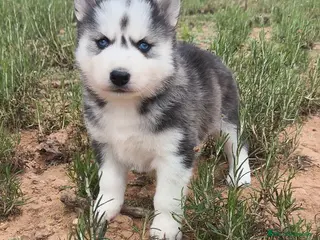 Husky Siberiano perros Husky SIBERIANO Macho y Hembra - Anuncio 1