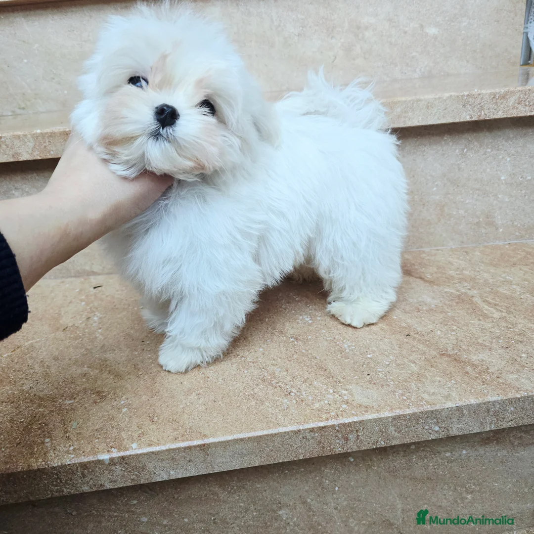 Bichón Maltés perros en venta: Cachorro de Bichón Maltés coreano  en Barcelona - Anuncio 4