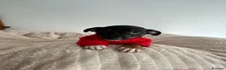 Chihuahua perros en venta: Chihuahua mini - Anuncio 16