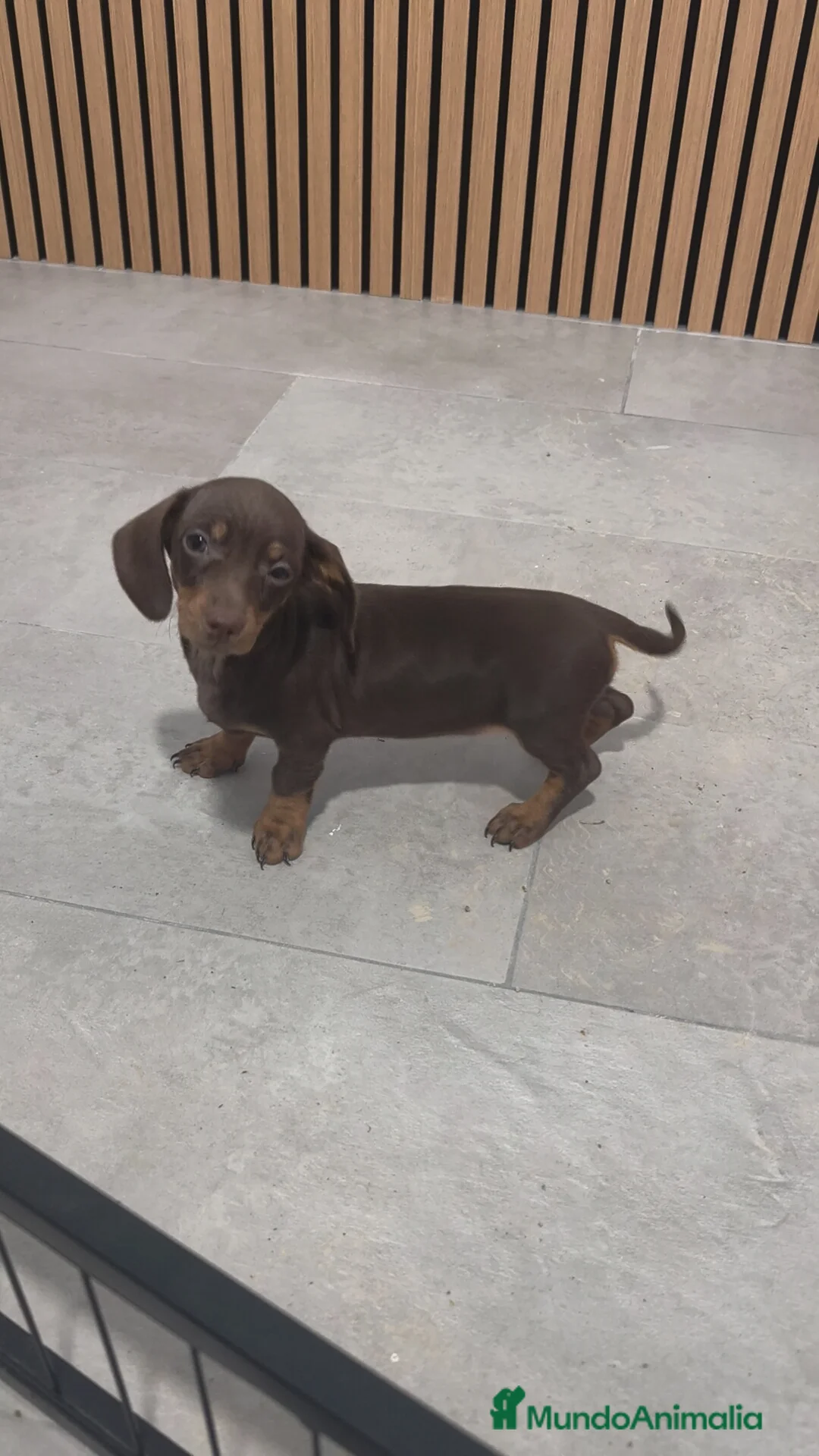 Teckel Miniatura perros en venta: Teckel mini  - Anuncio 2