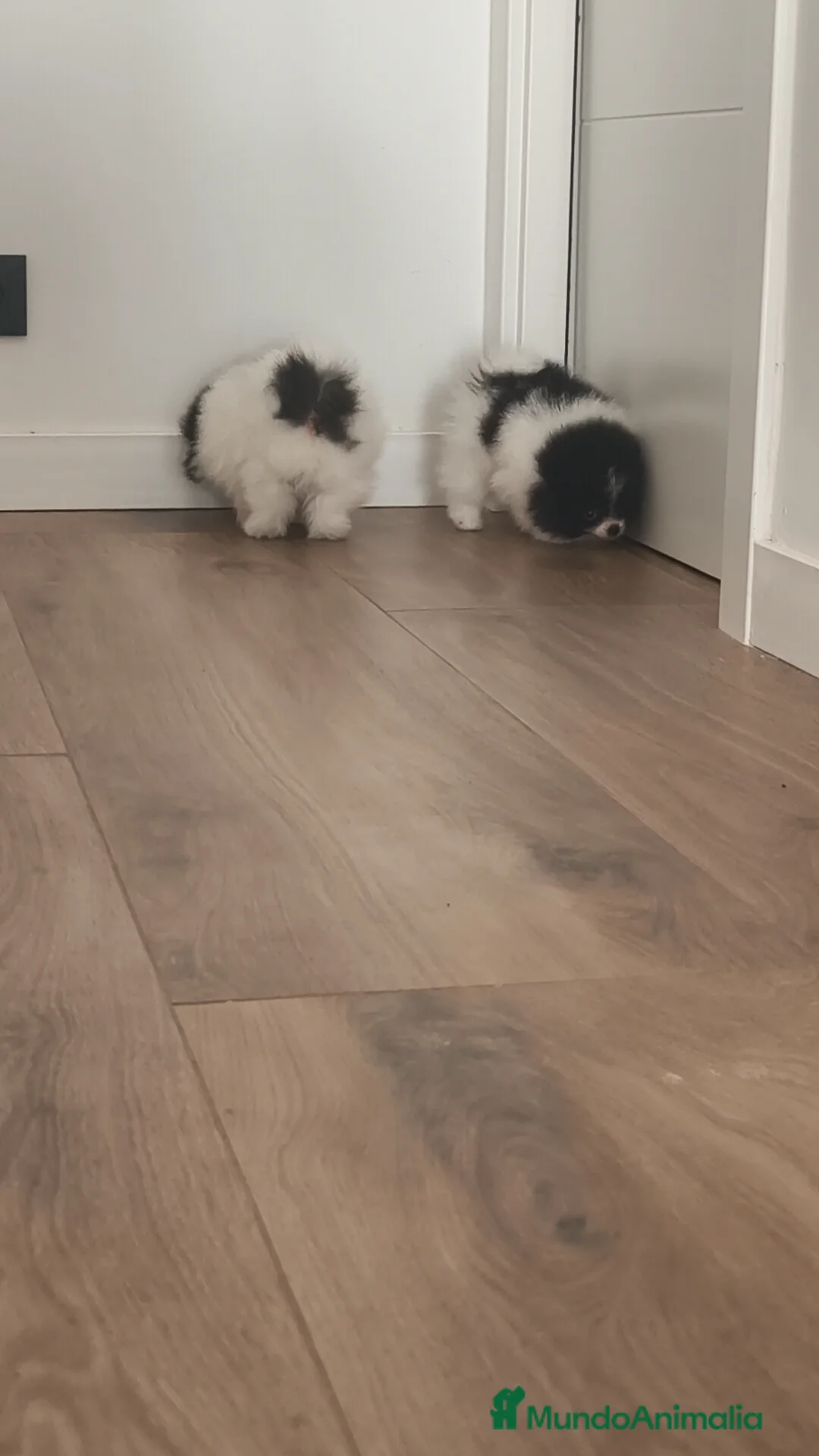 Pomerania perros en venta: Pomerania TOY Party ♀️♂️ - Anuncio 2