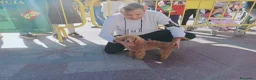 Caniche Toy perros en venta: Camada Caniche Toy - Anuncio 8