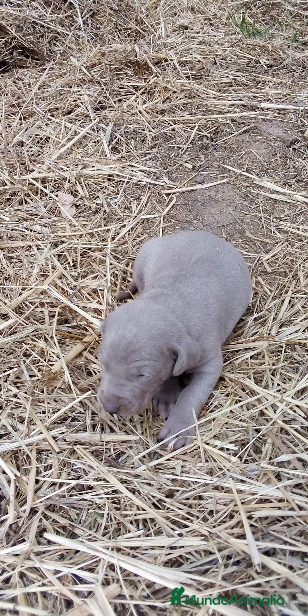 Weimaraner perros en venta: WEIMANARER CAMADA DISPONIBLE! en Barcelona - Anuncio 3
