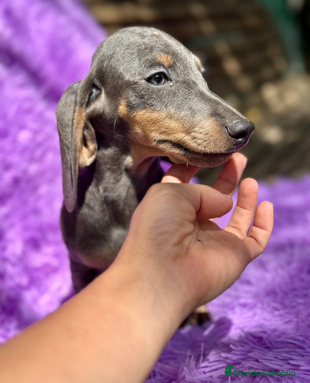 Teckel Miniatura perros en venta: TECKEL MINIATURA DISPONIBLES - Imagen 5