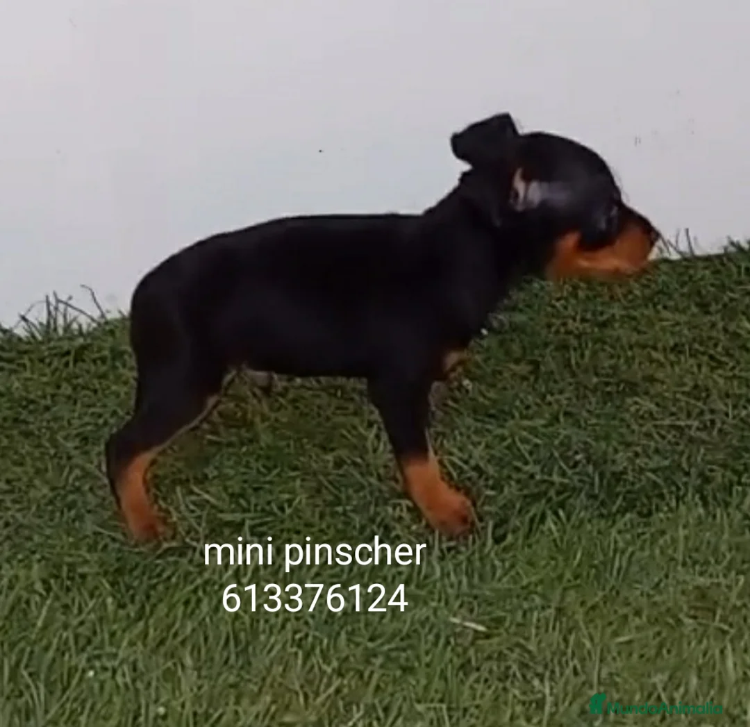 Pinscher Miniatura perros en venta: Excelentes cachorros pinscher en miniatura  - Anuncio 1