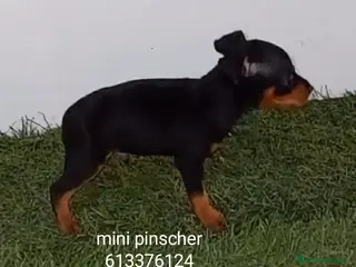 Pinscher Miniatura perros Excelentes cachorros pinscher en miniatura - Anuncio 4