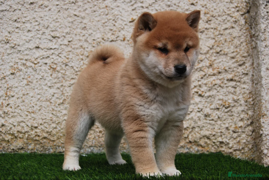 Shiba Inu perros en venta: SHIBA INU, CACHORROS DISPONIBLES en Madrid - Anuncio 5