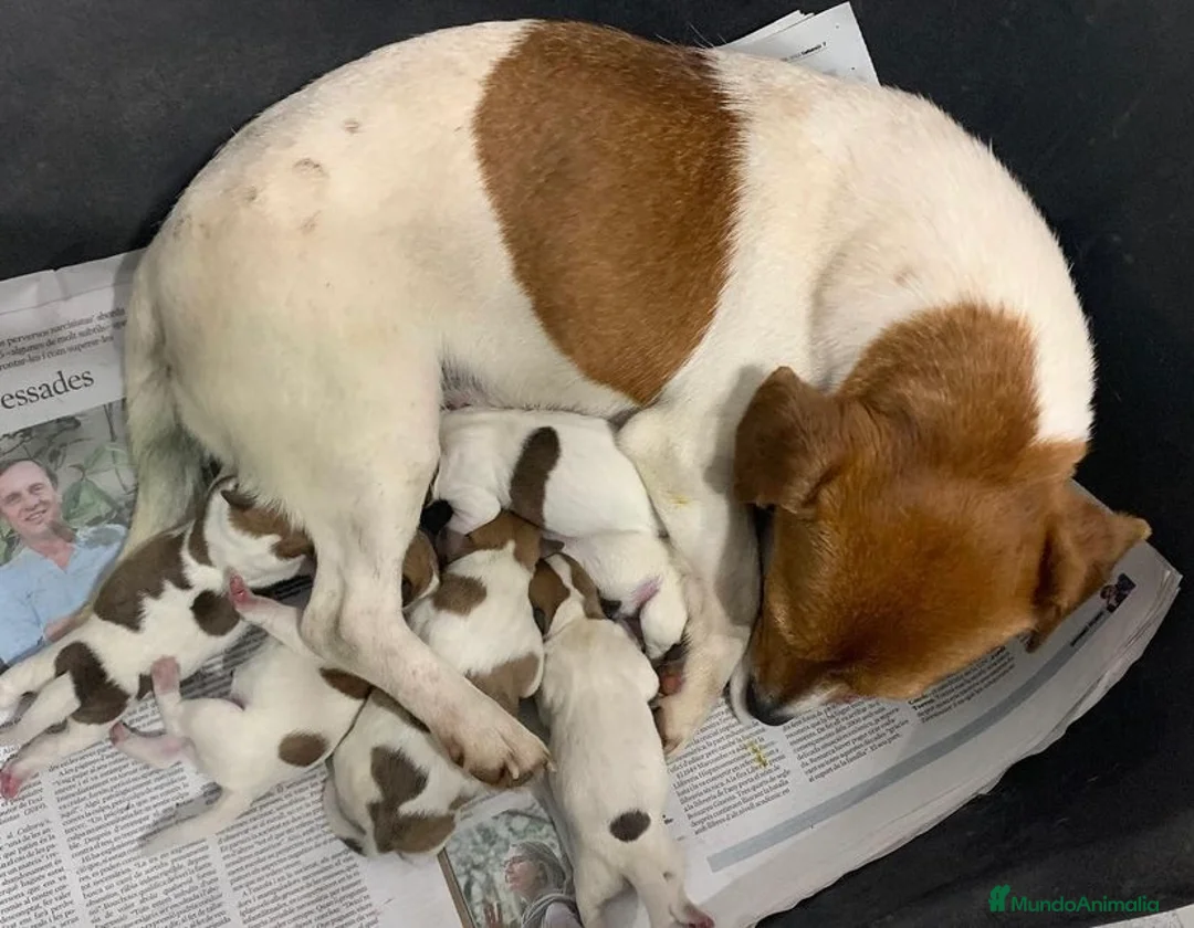 Jack Russell Terrier perros en venta: Cachorros Jack Russell Terrier  - Anuncio 30