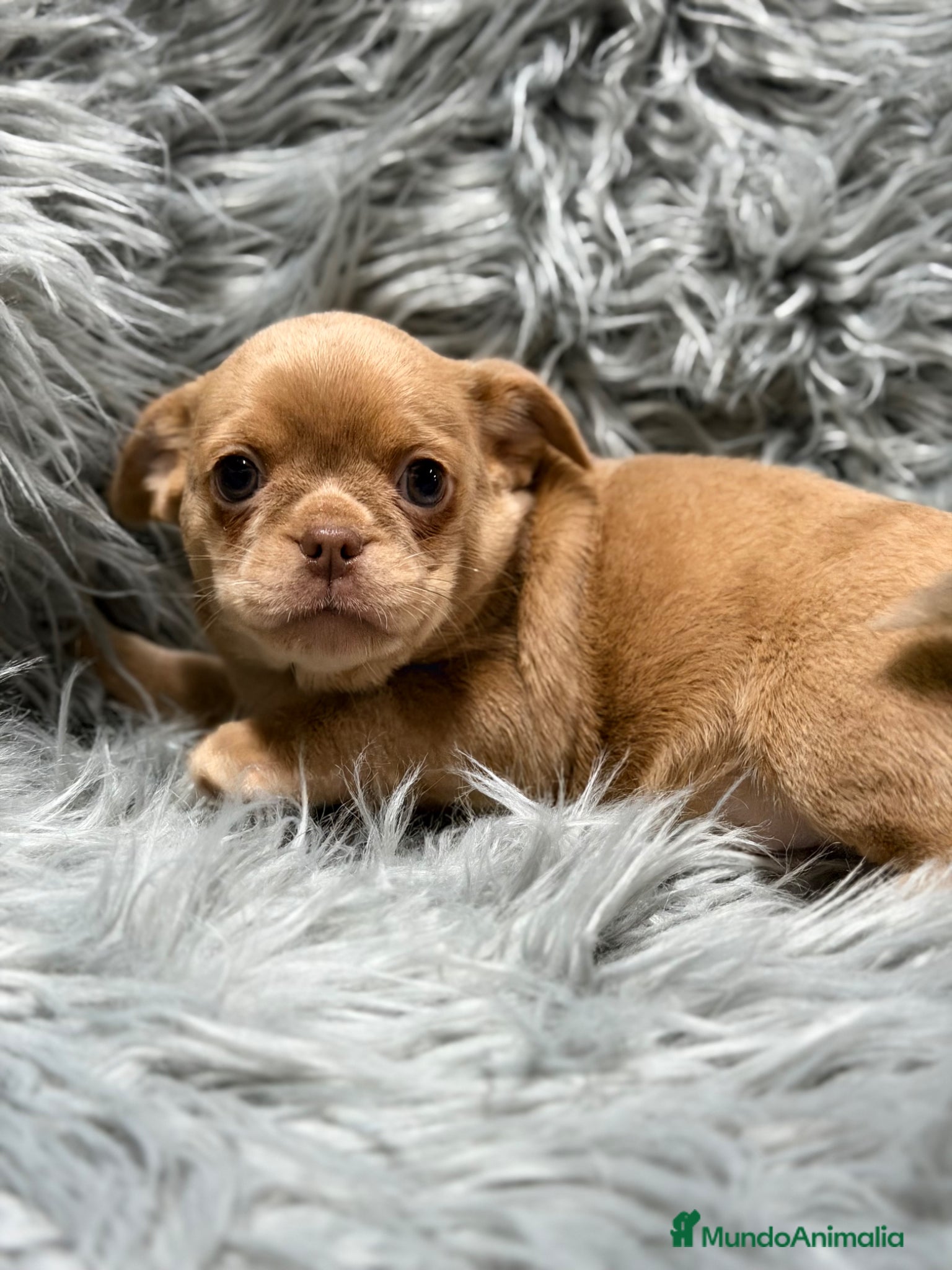 Chihuahua perros Chihuahua Isabella  - Anuncio 4
