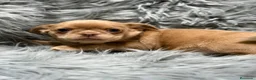 Chihuahua perros en venta: Chihuahua Isabella  - Anuncio 1